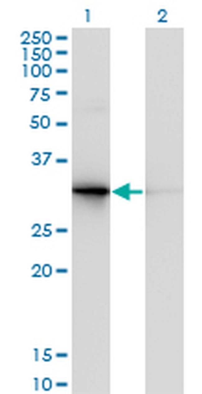 PDYN Antibody in Western Blot (WB)