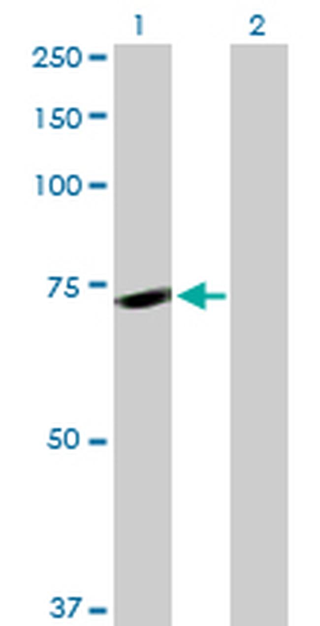 PNN Antibody in Western Blot (WB)