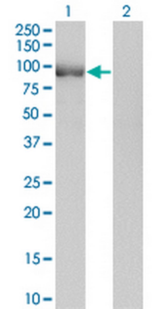 POU2F1 Antibody in Western Blot (WB)