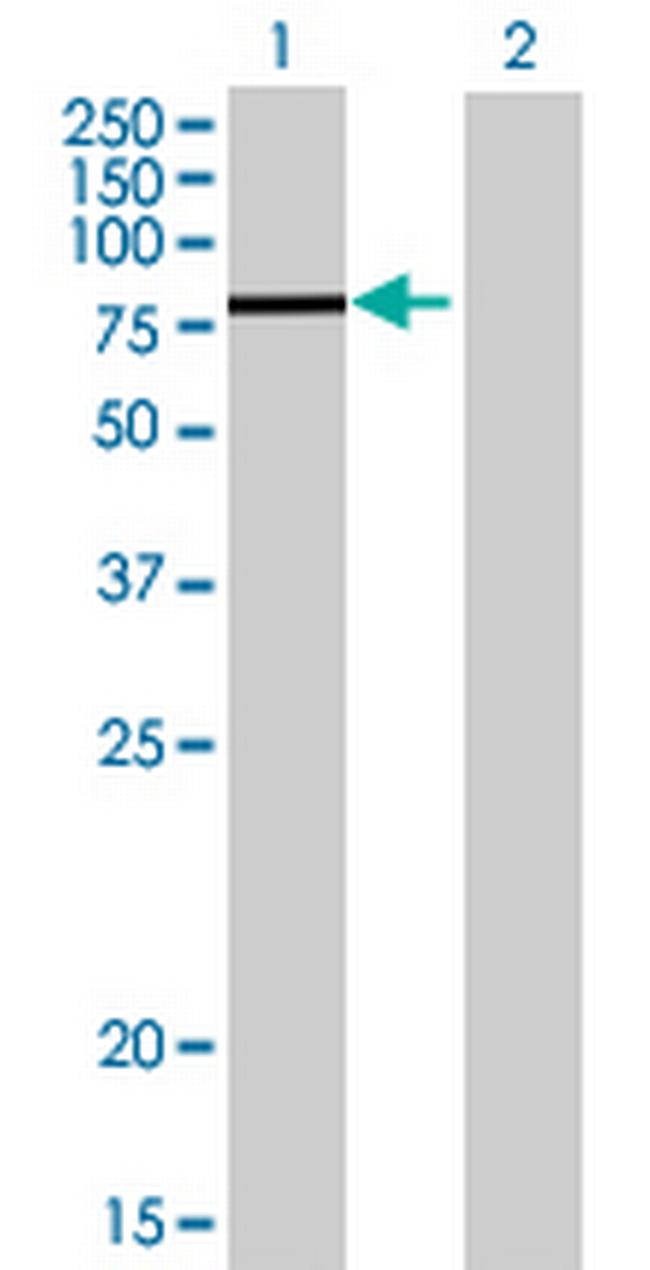 MAPK6 Antibody in Western Blot (WB)