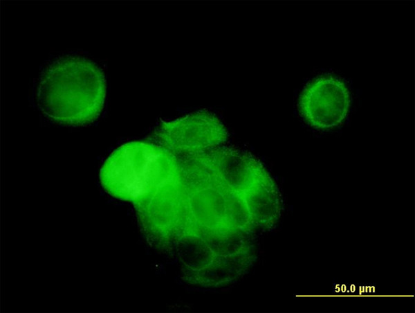 MAPK13 Antibody in Immunocytochemistry (ICC/IF)