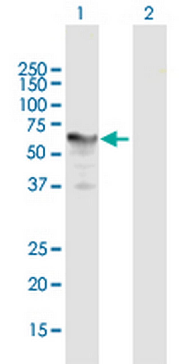 PSG1 Antibody in Western Blot (WB)
