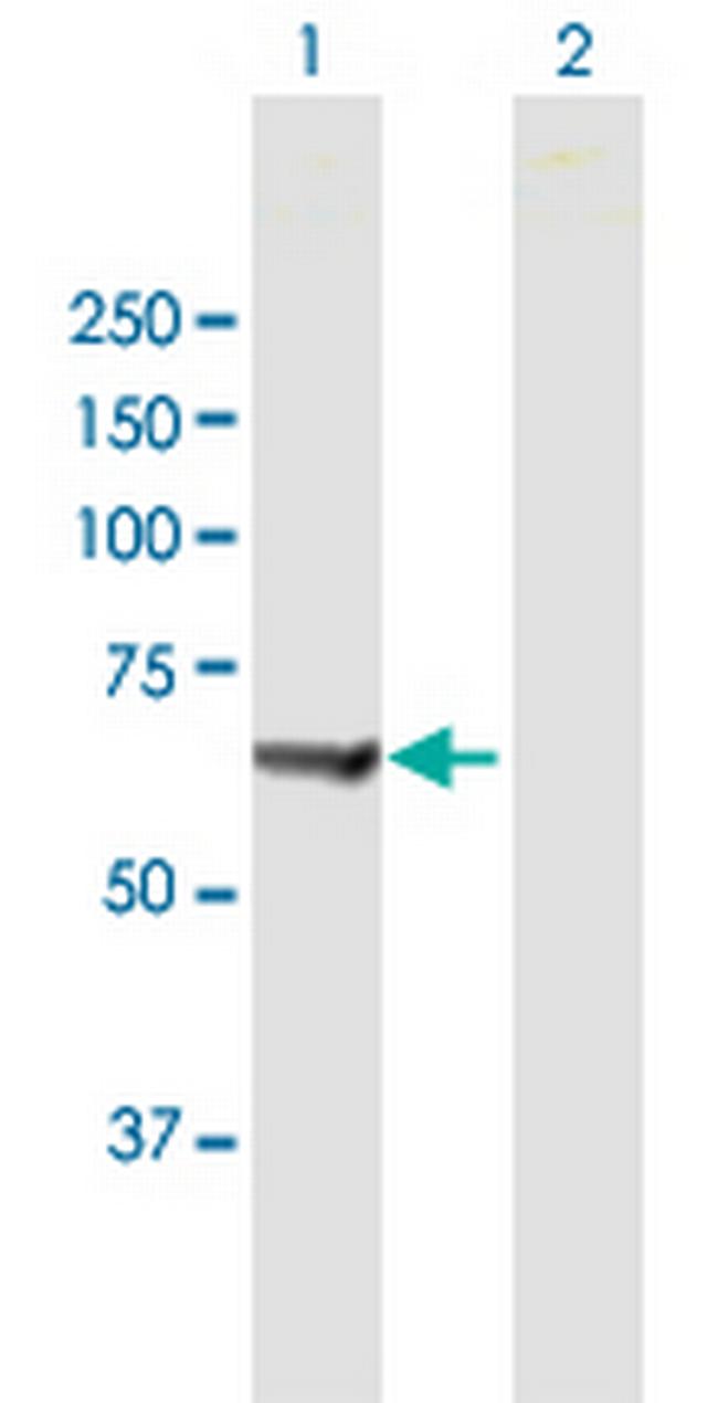 PTPN6 Antibody in Western Blot (WB)