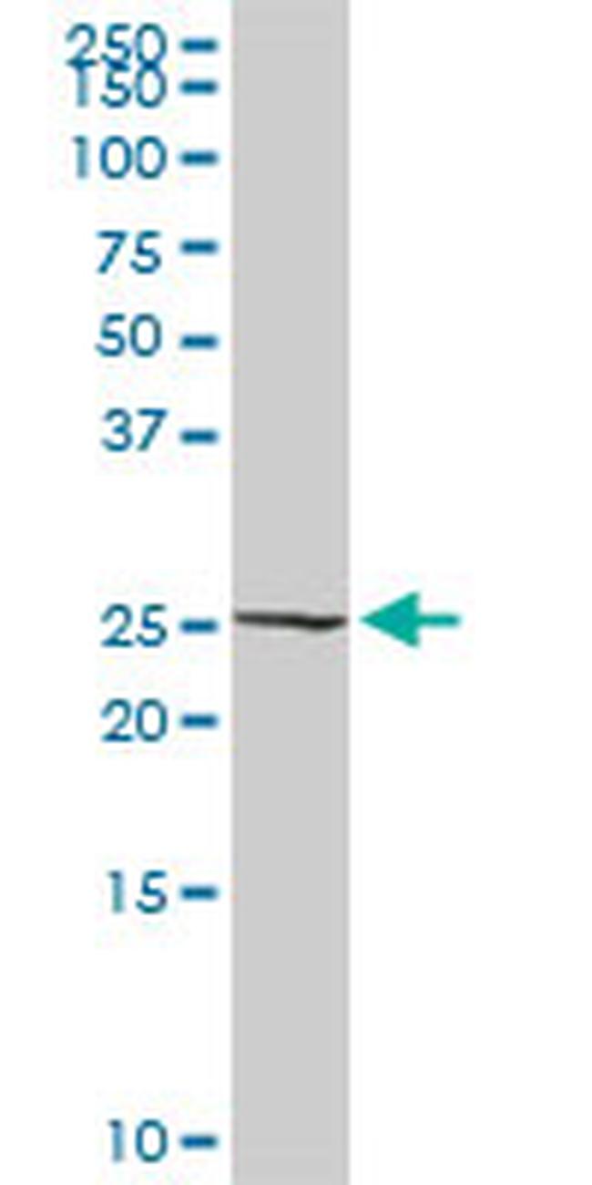 RALB Antibody in Western Blot (WB)