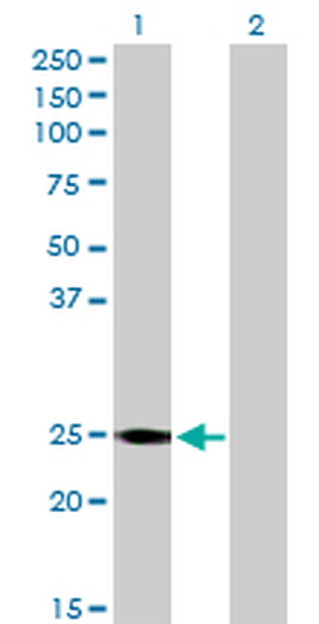 RALB Antibody in Western Blot (WB)