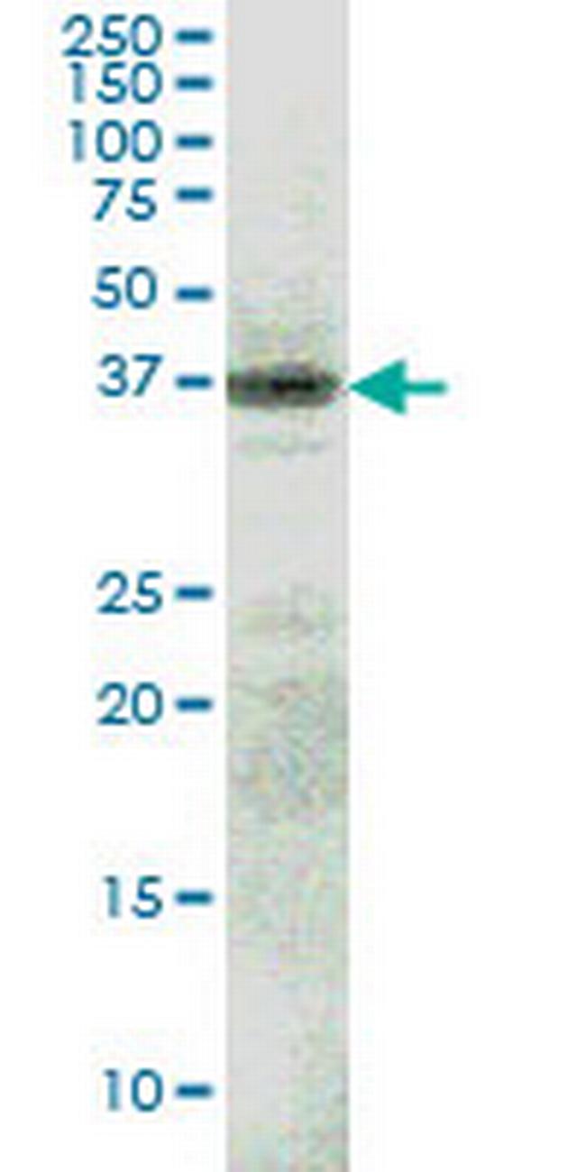 RFNG Antibody in Western Blot (WB)