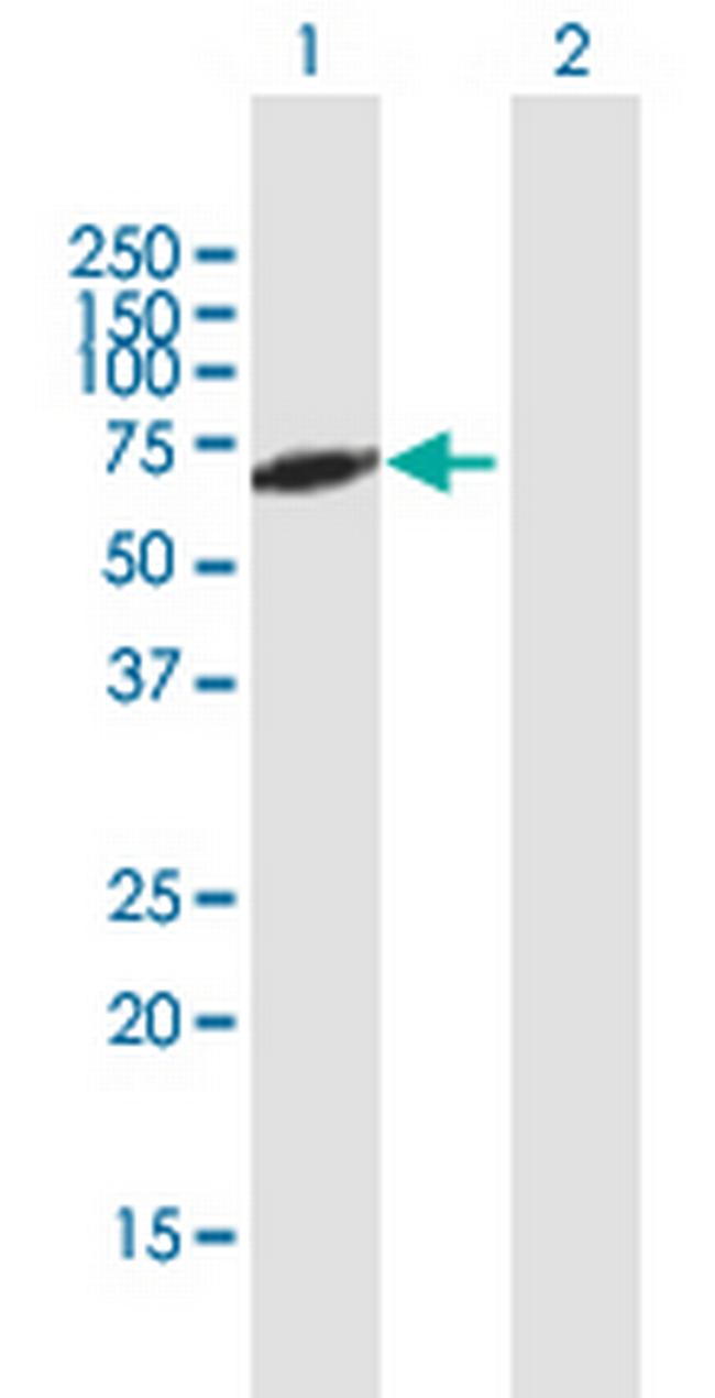 RXRA Antibody in Western Blot (WB)