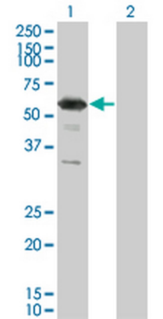 RXRG Antibody in Western Blot (WB)