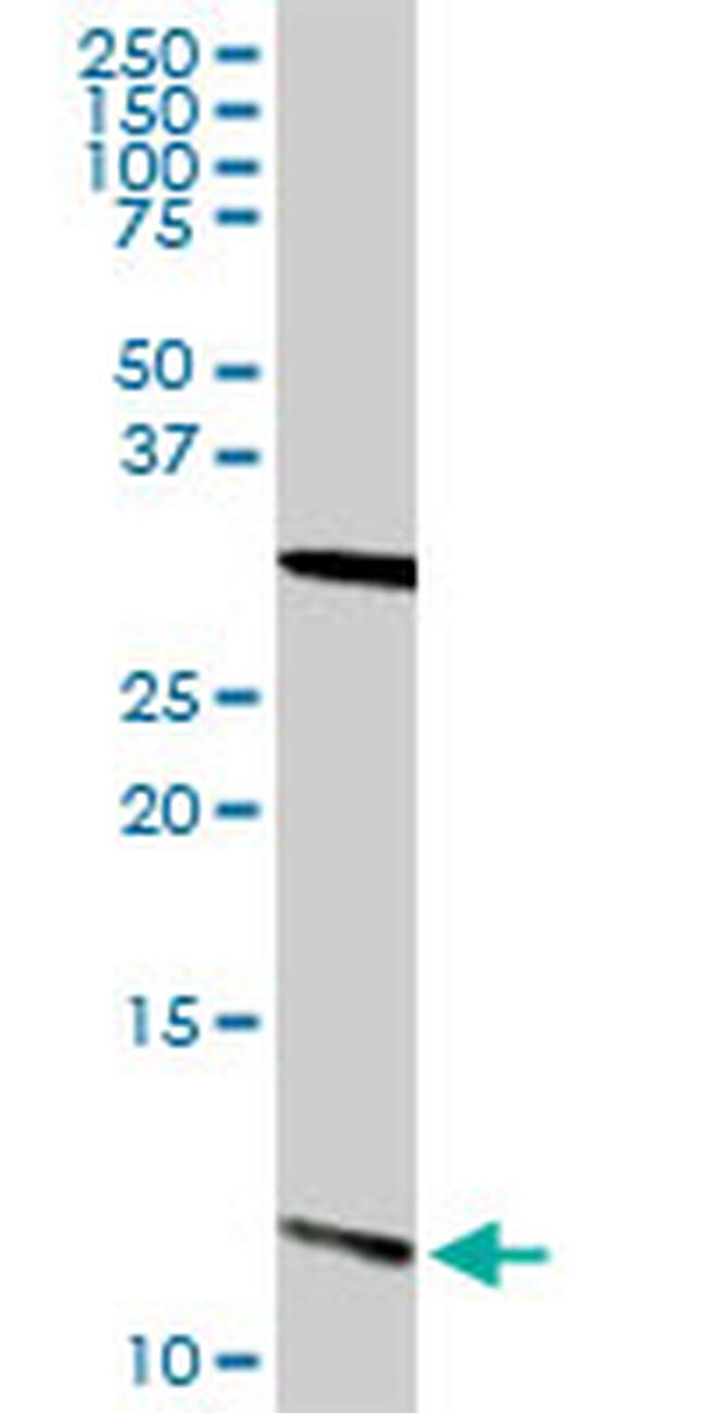 S100A13 Antibody in Western Blot (WB)