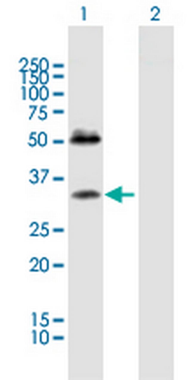SDC4 Antibody in Western Blot (WB)