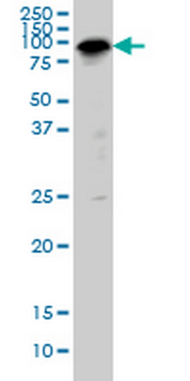 SP1 Antibody in Western Blot (WB)