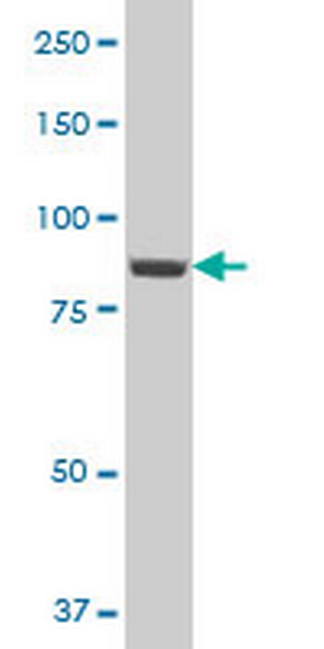 SP1 Antibody in Western Blot (WB)