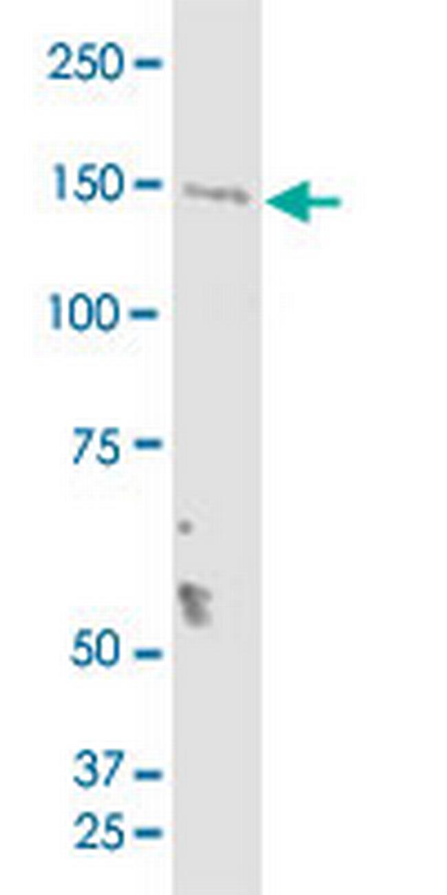 TMEM1 Antibody in Western Blot (WB)