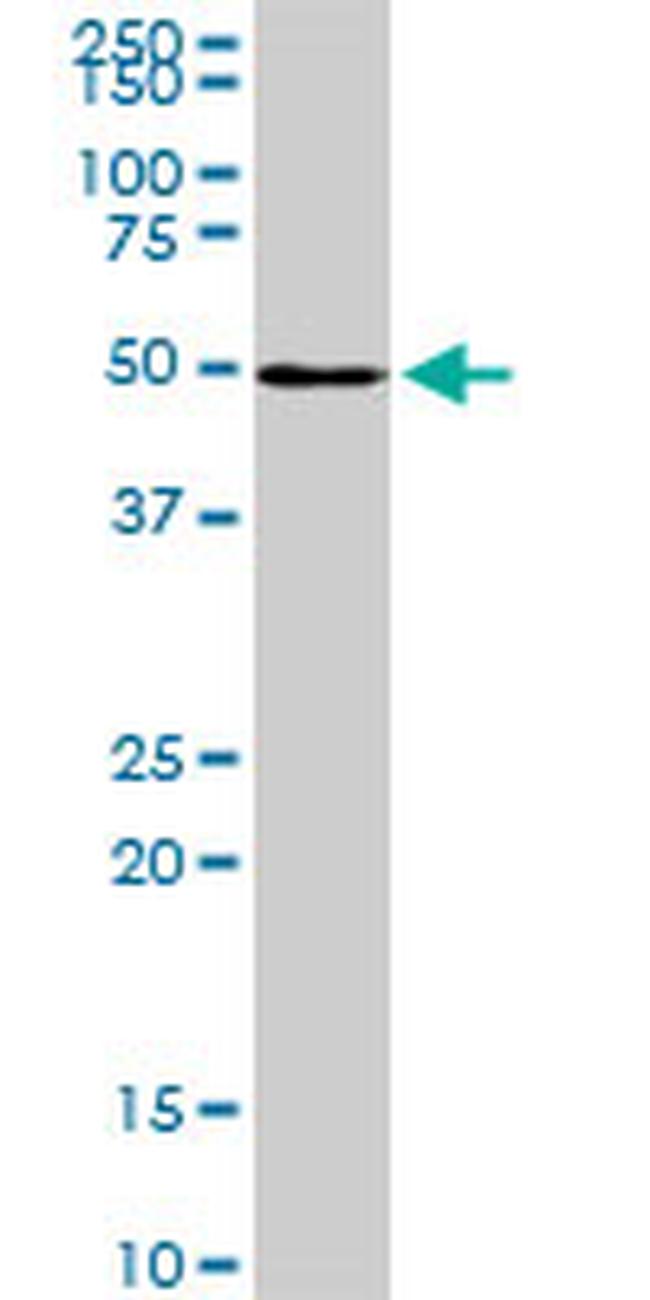 NR1H2 Antibody in Western Blot (WB)