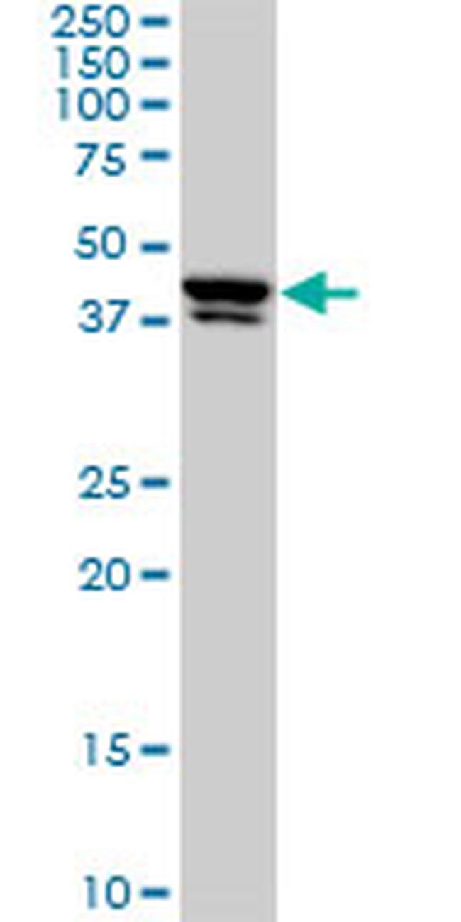 USF2 Antibody in Western Blot (WB)