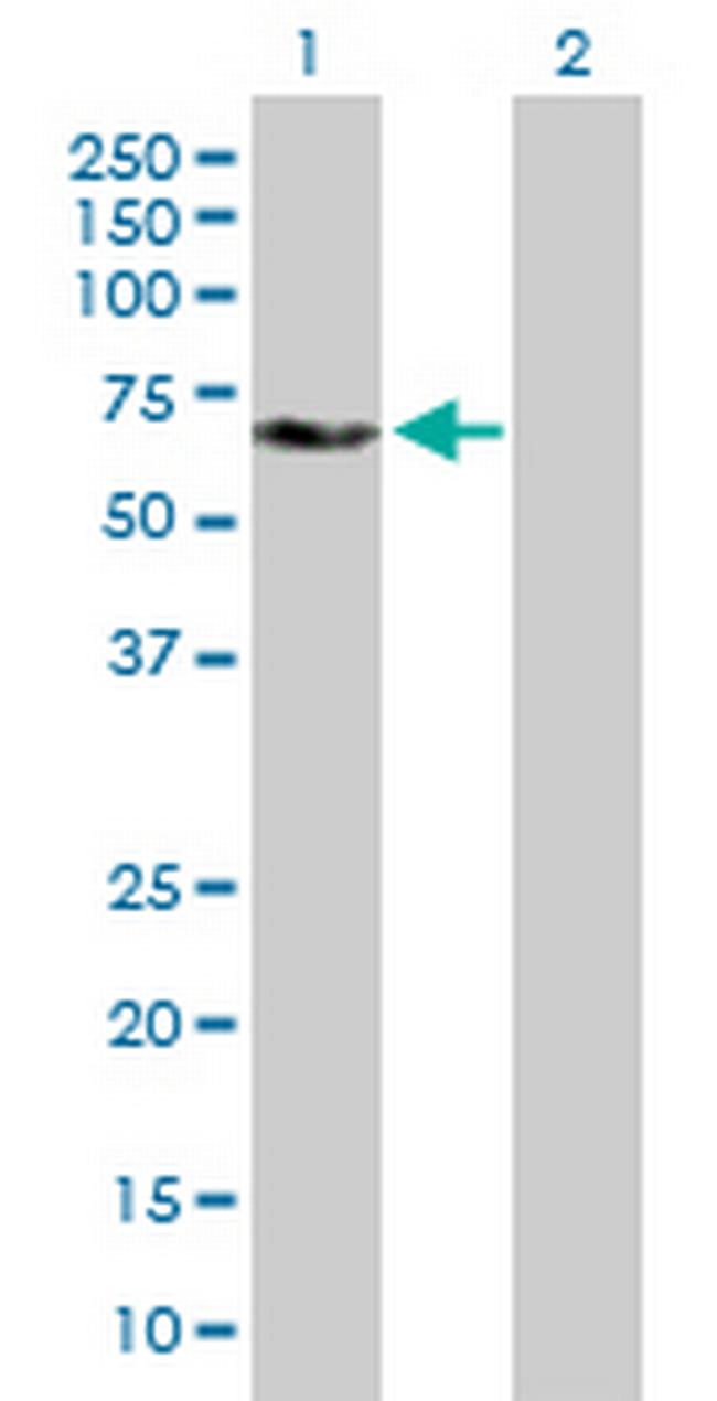 YES1 Antibody in Western Blot (WB)