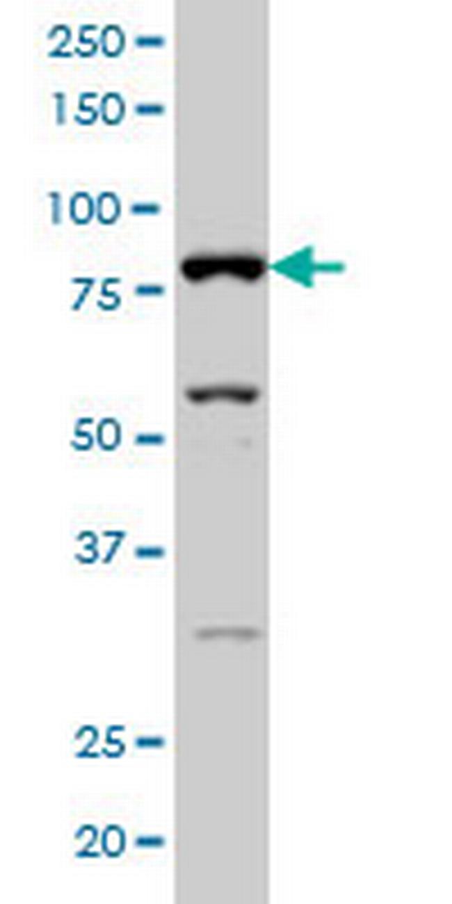 SFRS17A Antibody in Western Blot (WB)