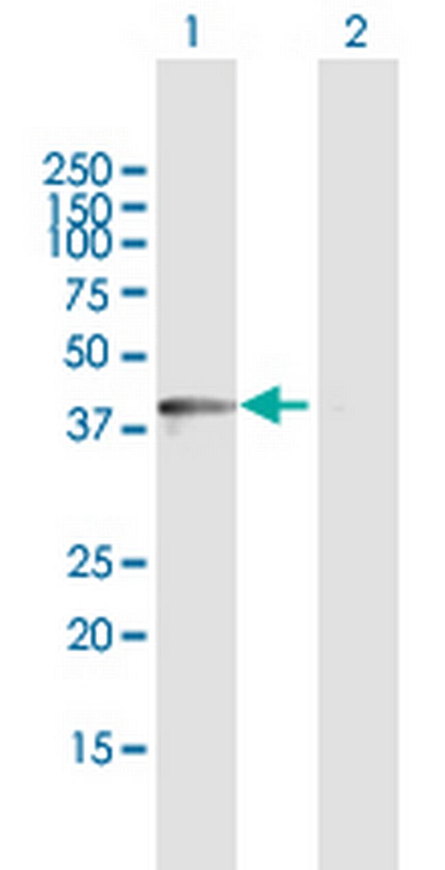 DDO Antibody in Western Blot (WB)