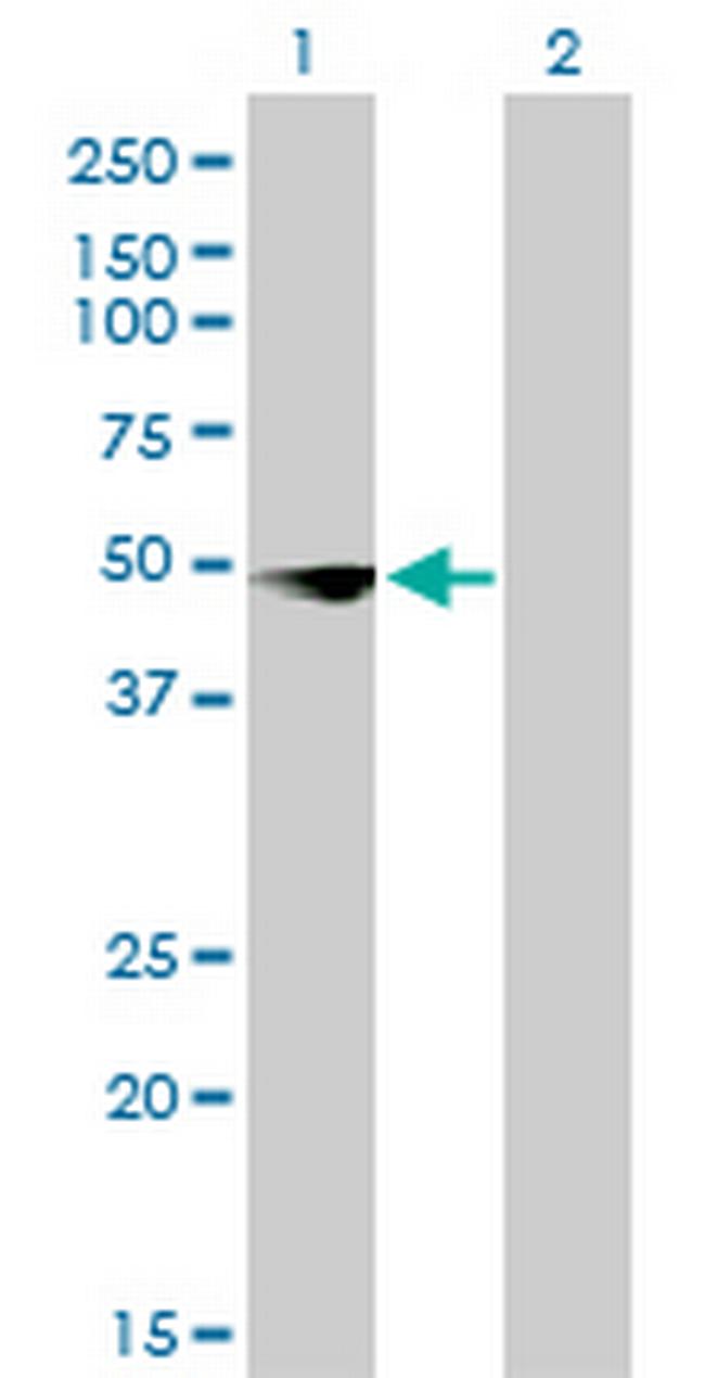 CSDA Antibody in Western Blot (WB)