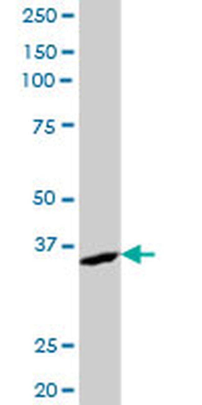 AKR7A2 Antibody in Western Blot (WB)