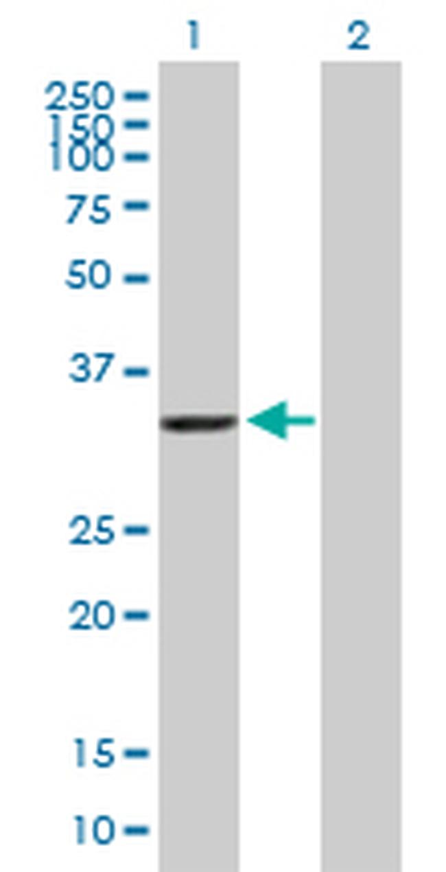 AKR7A2 Antibody in Western Blot (WB)