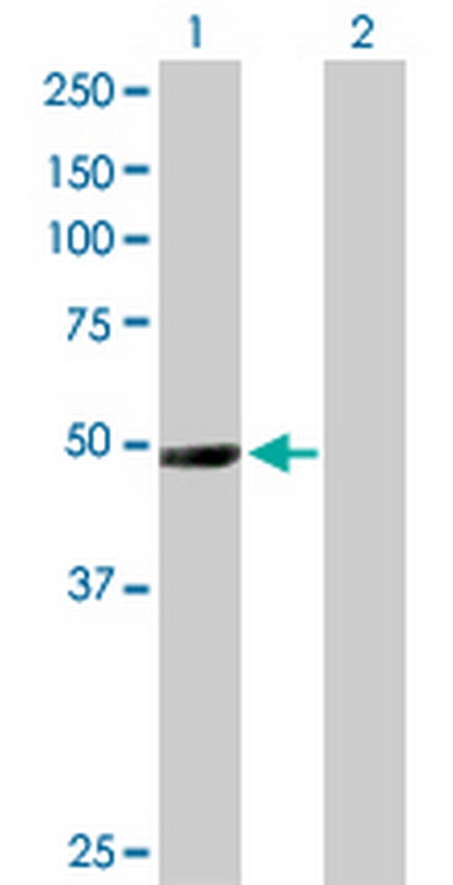 NR1I2 Antibody in Western Blot (WB)