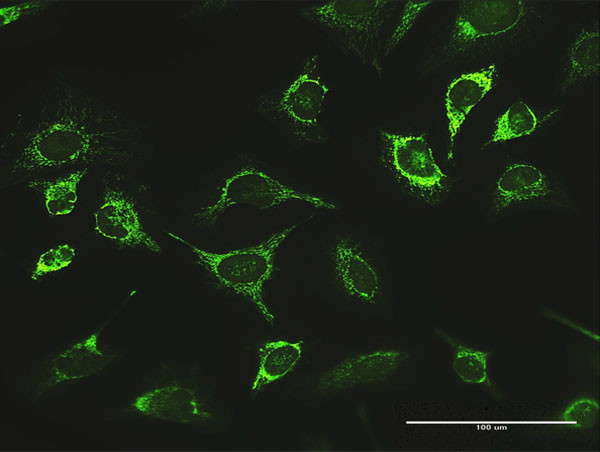 LONP1 Antibody in Immunocytochemistry (ICC/IF)