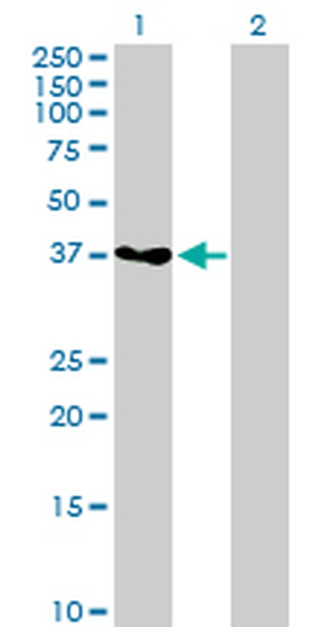 GRAP2 Antibody in Western Blot (WB)