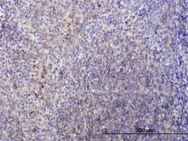 LY86 Antibody in Immunohistochemistry (Paraffin) (IHC (P))