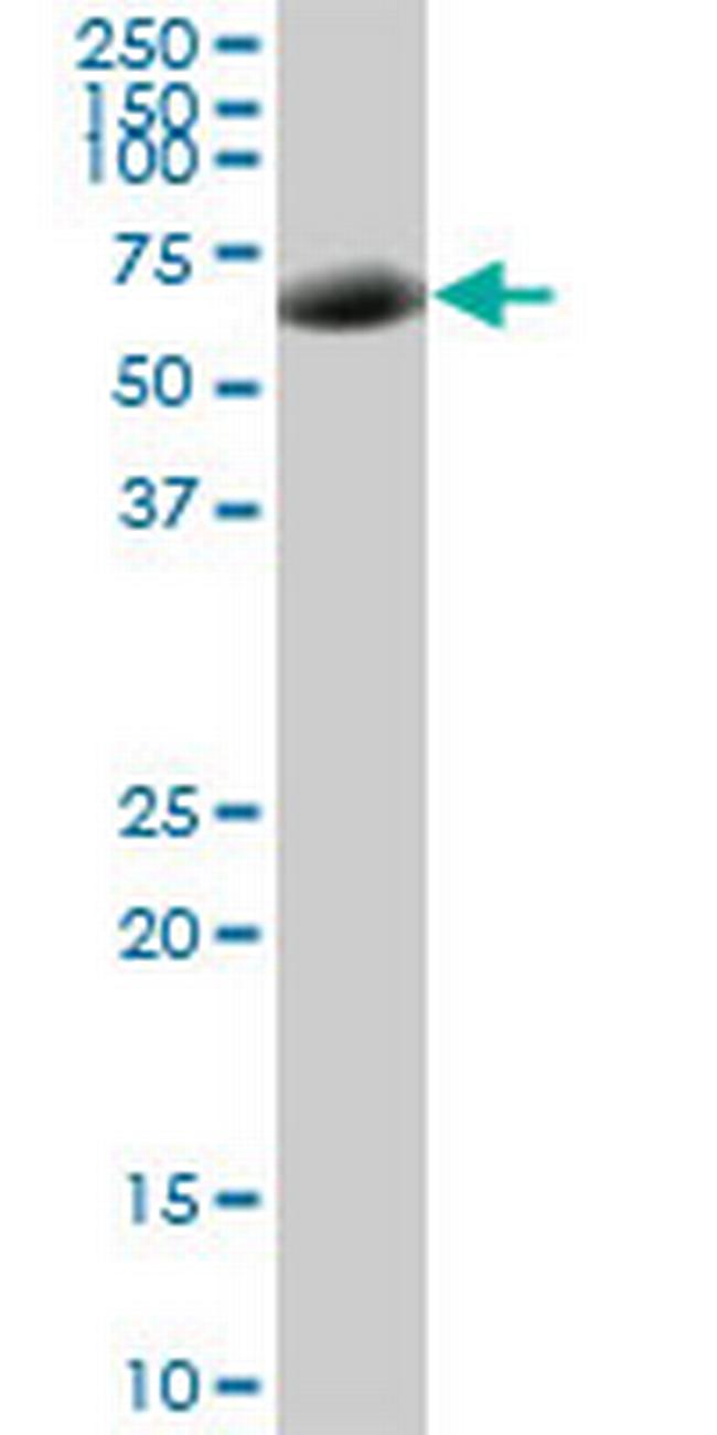 NR1D1 Antibody in Western Blot (WB)