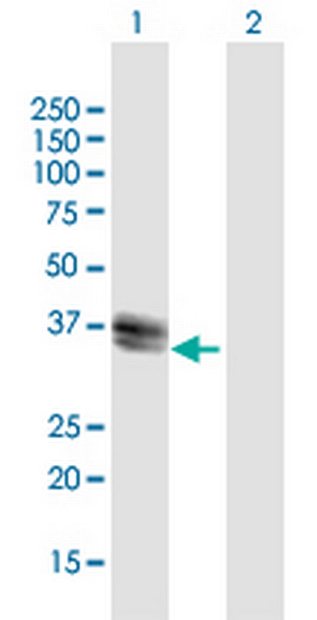 GDF3 Antibody in Western Blot (WB)