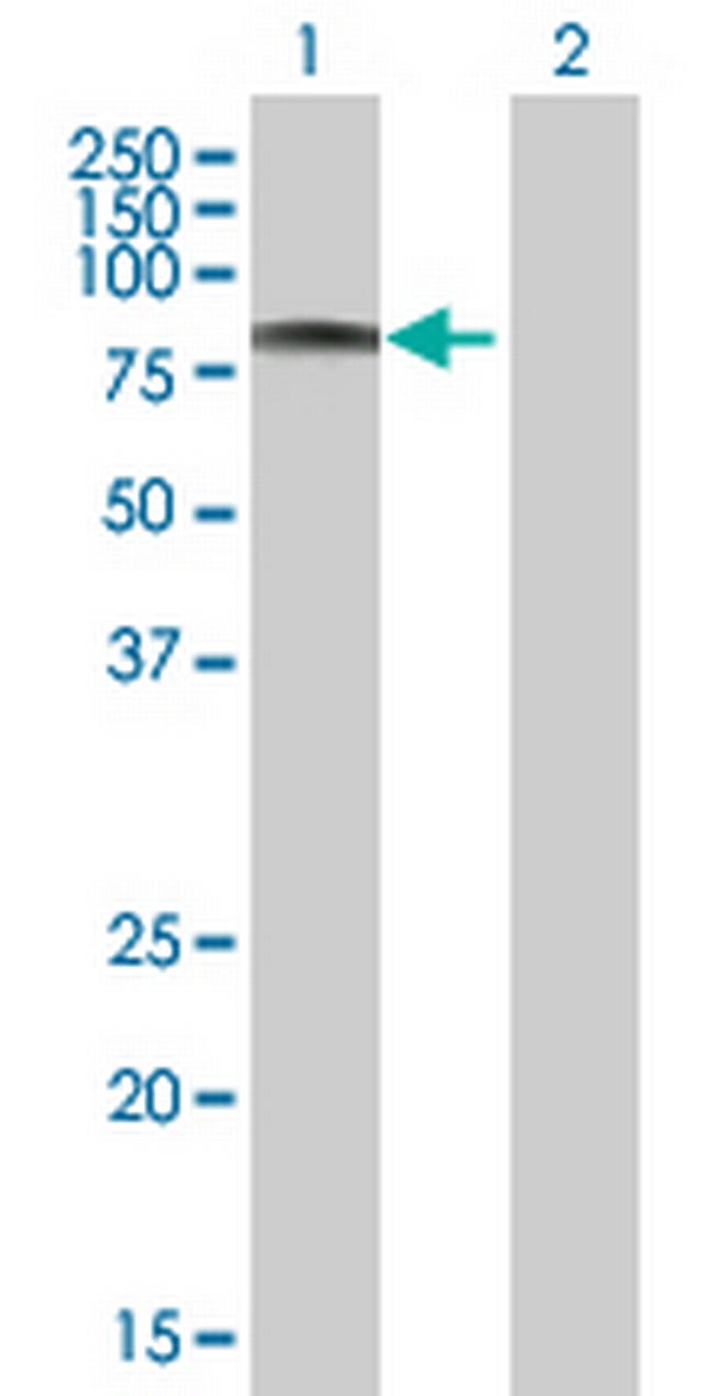 ZNF96 Antibody in Western Blot (WB)