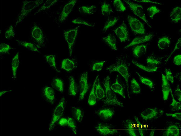 TOMM20 Antibody in Immunocytochemistry (ICC/IF)