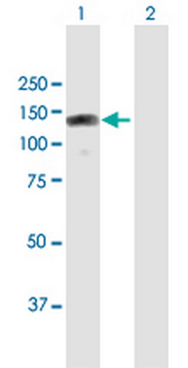 RBM19 Antibody in Western Blot (WB)