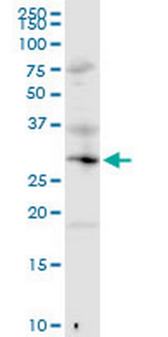 MED6 Antibody in Western Blot (WB)