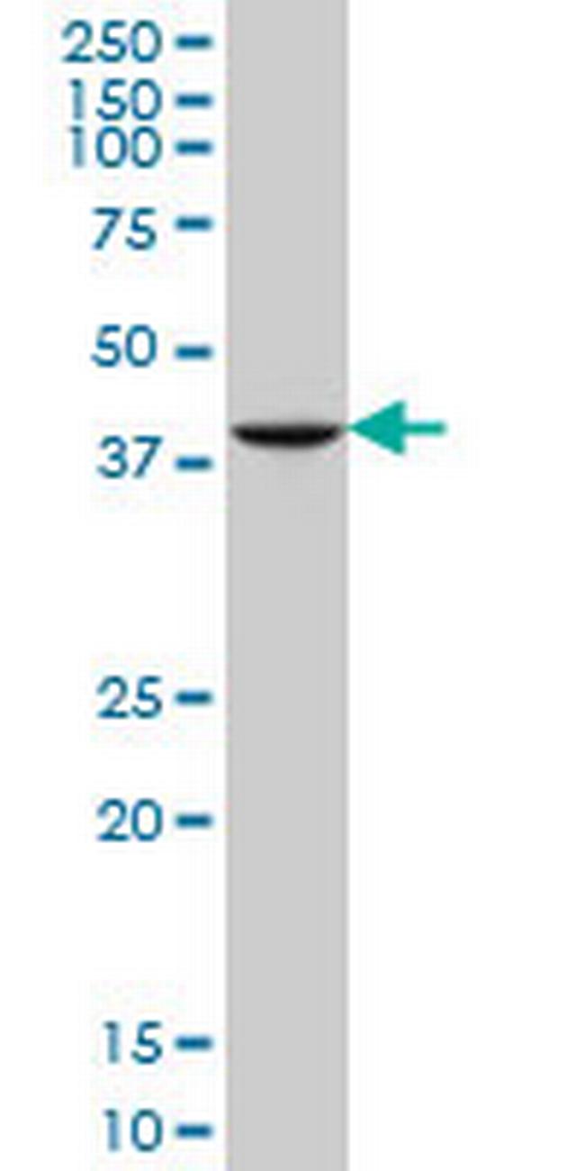 GDF11 Antibody in Western Blot (WB)