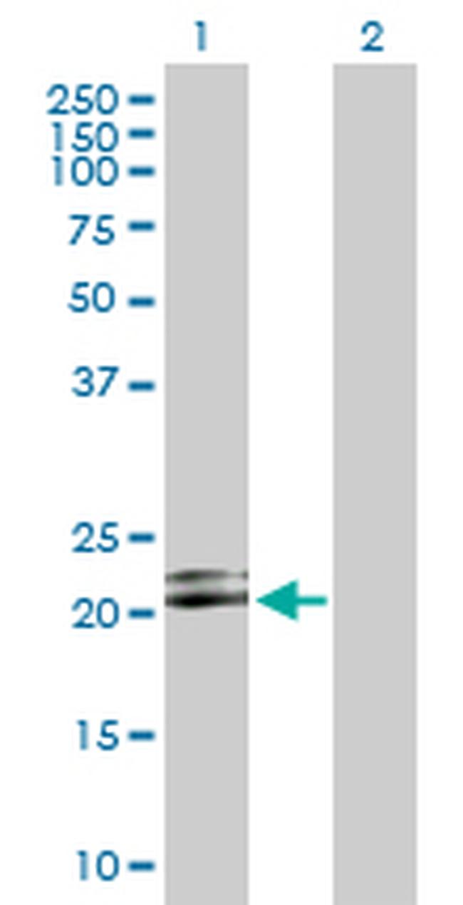 LILRB2 Antibody in Western Blot (WB)