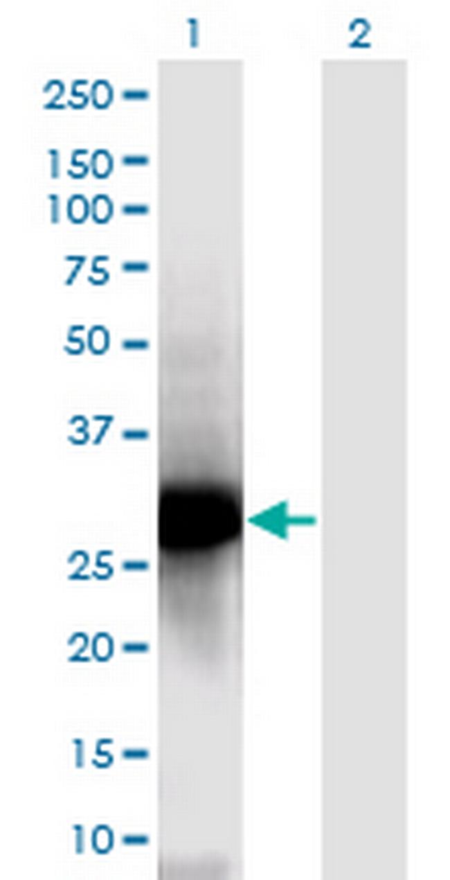 NPM2 Antibody in Western Blot (WB)