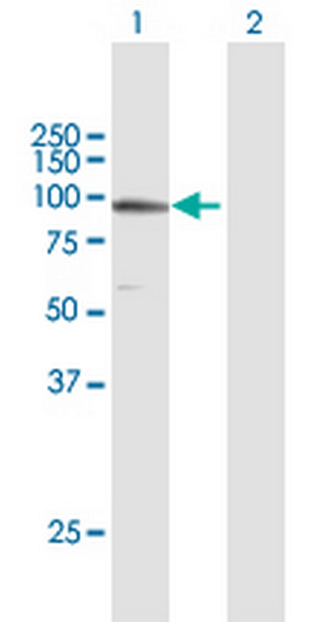 TUBGCP3 Antibody in Western Blot (WB)