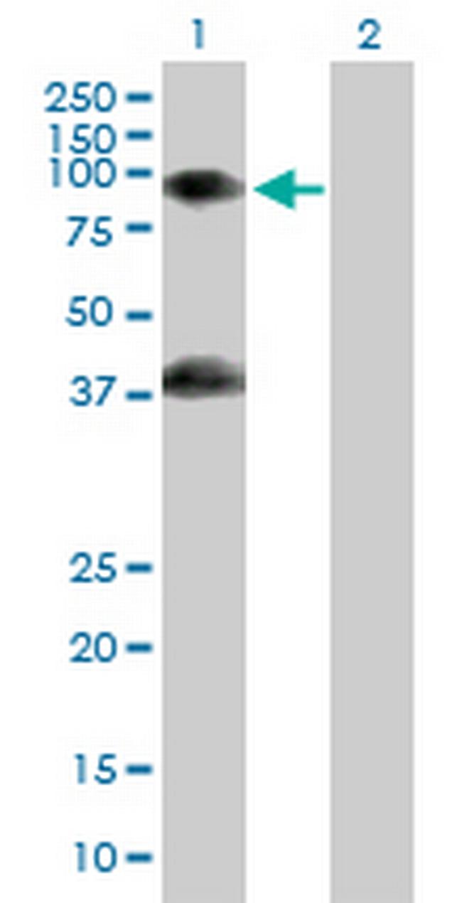 GAS2L1 Antibody in Western Blot (WB)