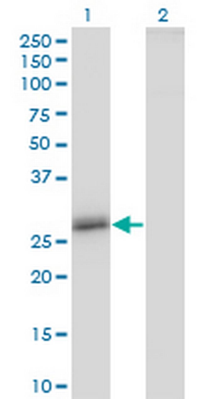 CLDN16 Antibody in Western Blot (WB)