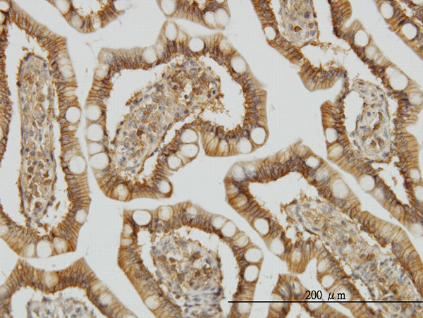 TRAF3IP2 Antibody in Immunohistochemistry (Paraffin) (IHC (P))