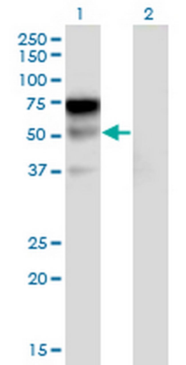 LILRA2 Antibody in Western Blot (WB)