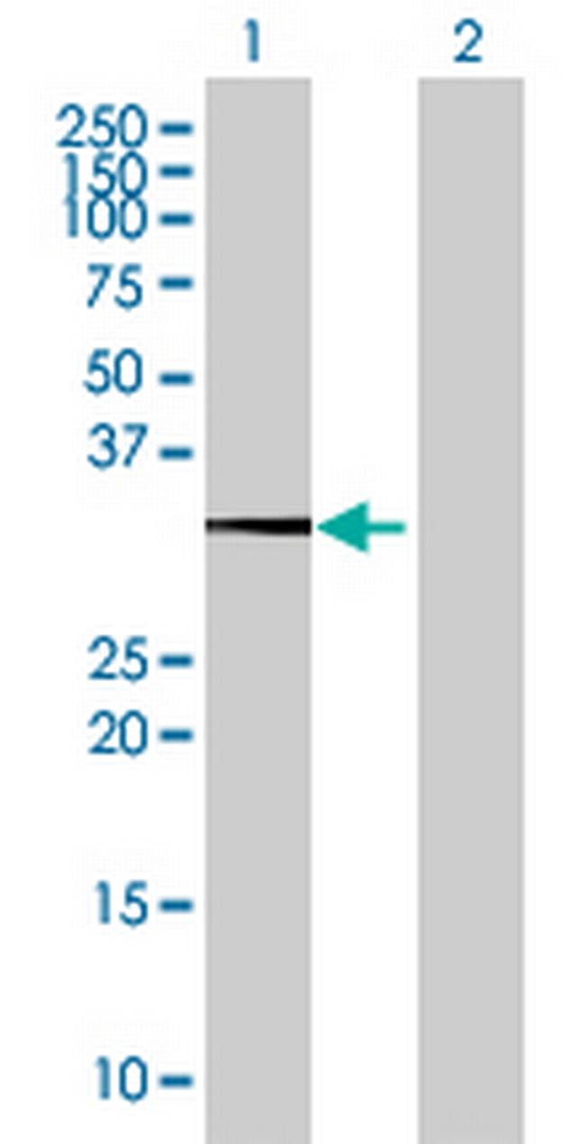 HSF2BP Antibody in Western Blot (WB)