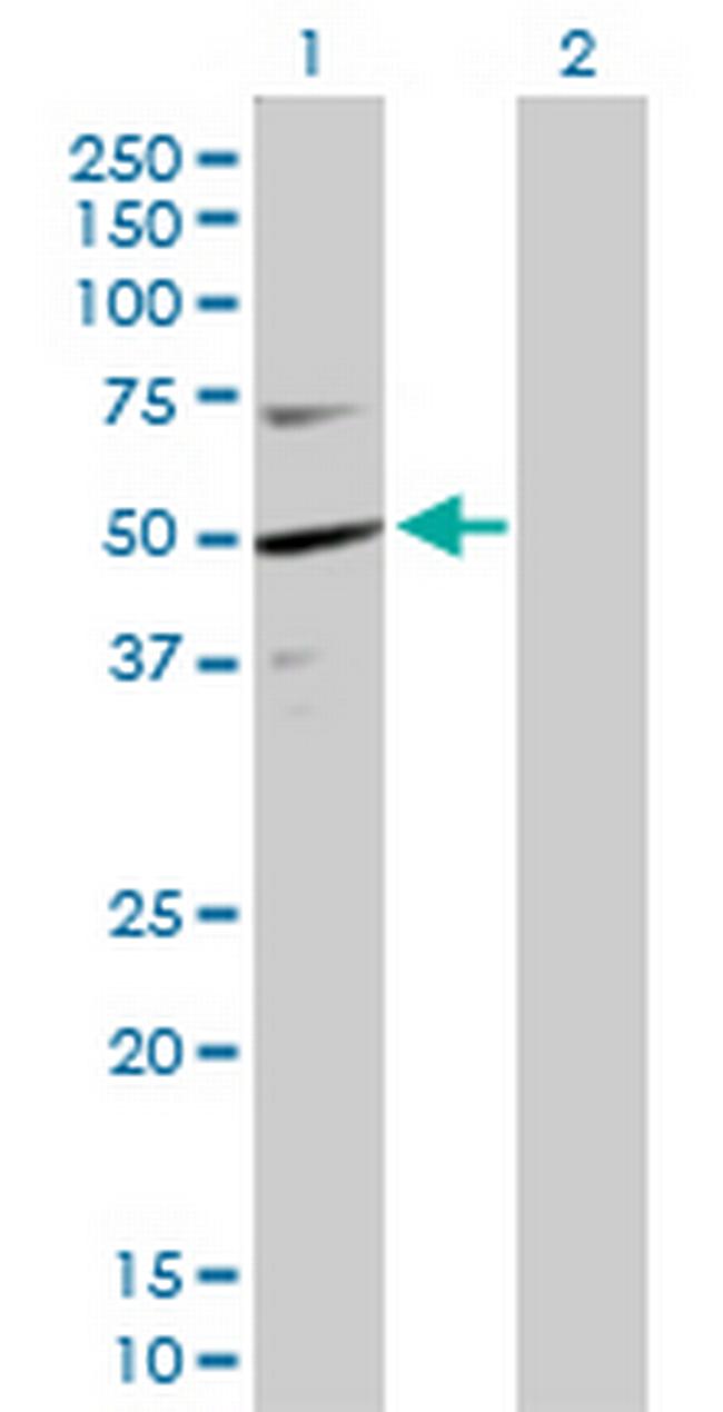 KPTN Antibody in Western Blot (WB)