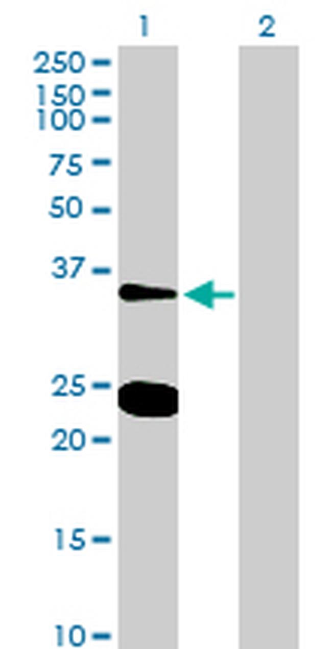 NXPH3 Antibody in Western Blot (WB)