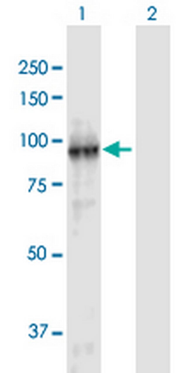 FBXL11 Antibody in Western Blot (WB)