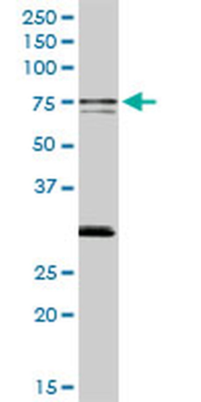 SWAP70 Antibody in Western Blot (WB)