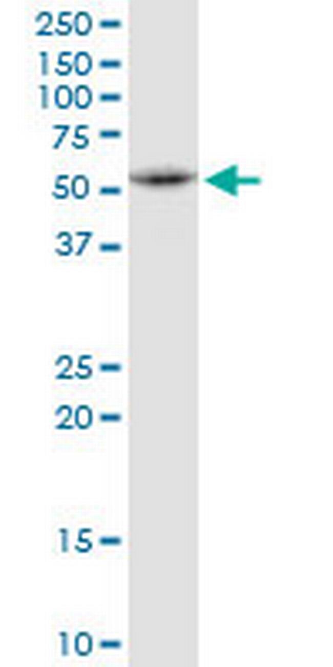 UBXD8 Antibody in Western Blot (WB)