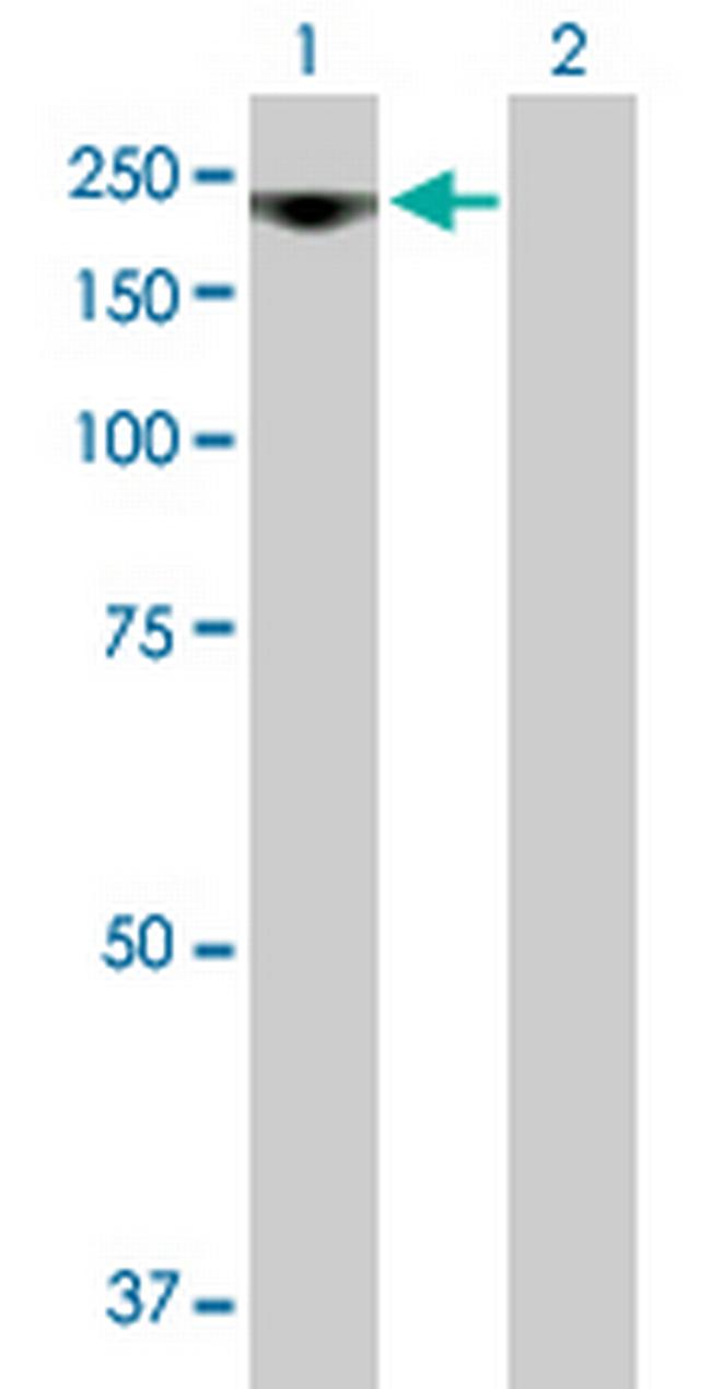 RRP12 Antibody in Western Blot (WB)